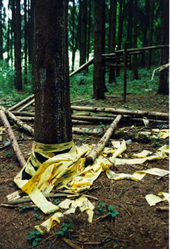 Pine tree bandaged in yellow warning tape.