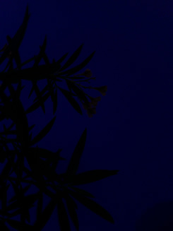 Leaves silhouetted against a night sky.