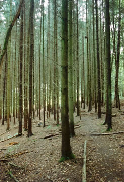 Pine trees in a Luxembourgish forest.